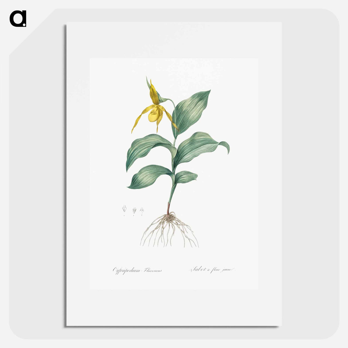 Yellow Lady's Slipper Orchid - ピエール ジョゼフ ルドゥーテ Poster.