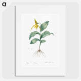 Yellow Lady's Slipper Orchid - ピエール ジョゼフ ルドゥーテ Poster.