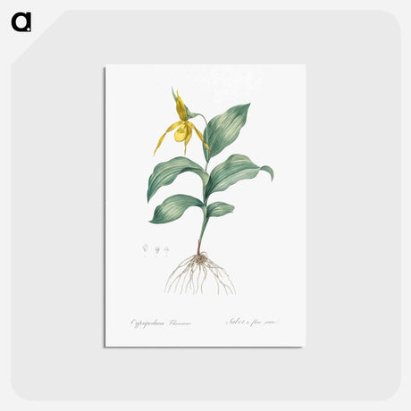 アートポストカード-Yellow Lady's Slipper Orchid - ピエール ジョゼフ ルドゥーテ Postcard.