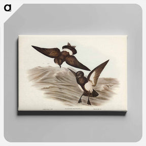 アートパネル-Black-bellied Storm Petrel
 - ジョン グールド Canvas.