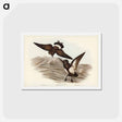 アートポストカード-Black-bellied Storm Petrel
 - ジョン グールド Postcard.