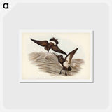 アートポストカード-Black-bellied Storm Petrel
 - ジョン グールド Postcard.