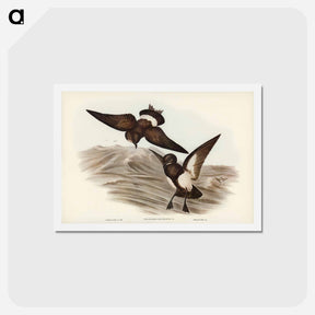 アートポストカード-Black-bellied Storm Petrel
 - ジョン グールド Postcard.