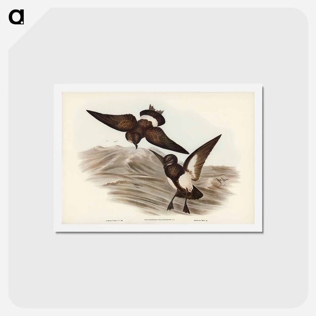 アートポストカード-Black-bellied Storm Petrel
 - ジョン グールド Postcard.