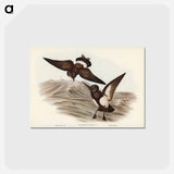 アートポストカード-Black-bellied Storm Petrel
 - ジョン グールド Postcard.