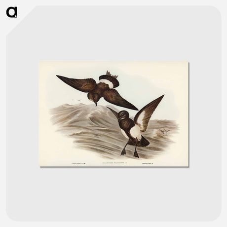 アートポストカード-Black-bellied Storm Petrel
 - ジョン グールド Postcard.