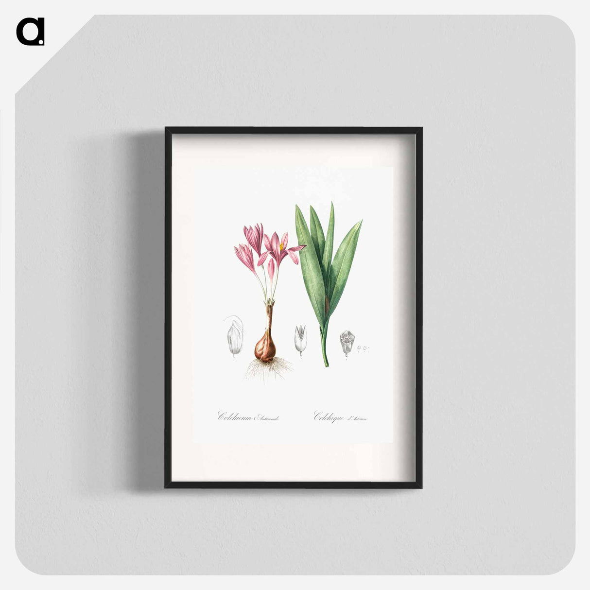 Autumn crocus illustration - Pierre Joseph Redouté Poster.
