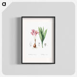Autumn crocus illustration - Pierre Joseph Redouté Poster.