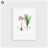 アートポストカード-Autumn crocus illustration - ピエール ジョゼフ ルドゥーテ Postcard.