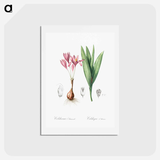 アートポストカード-Autumn crocus illustration - ピエール ジョゼフ ルドゥーテ Postcard.