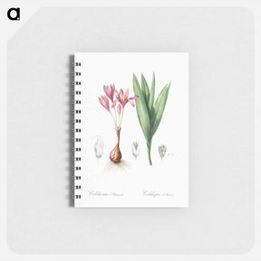 アートメモ帳-Autumn crocus illustration - ピエール ジョゼフ ルドゥーテ Memo.