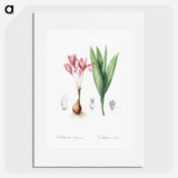 Autumn crocus illustration - Pierre Joseph Redouté Poster.