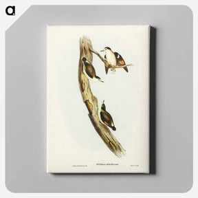 アートパネル-Black-capped Sittella
 - ジョン グールド Canvas.