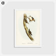 アートポストカード-Black-capped Sittella
 - ジョン グールド Postcard.
