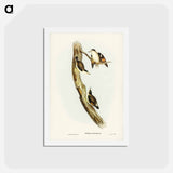 アートポストカード-Black-capped Sittella
 - ジョン グールド Postcard.