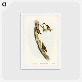 アートポストカード-Black-capped Sittella
 - ジョン グールド Postcard.