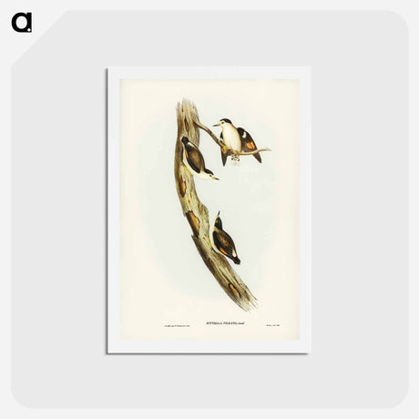 アートポストカード-Black-capped Sittella
 - ジョン グールド Postcard.
