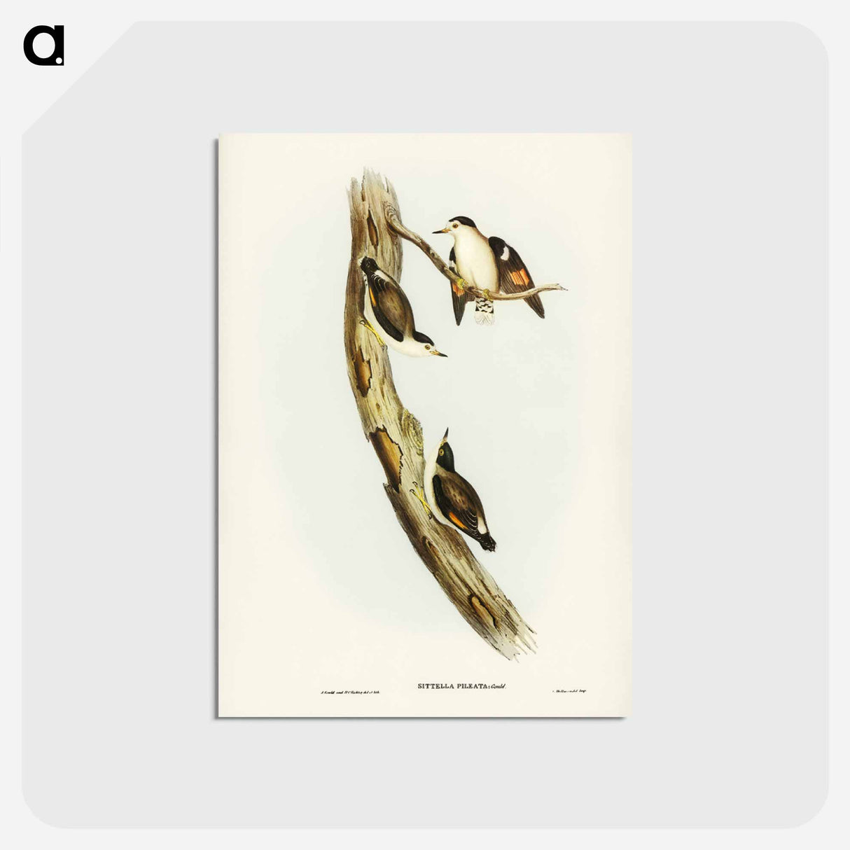アートポストカード-Black-capped Sittella
 - ジョン グールド Postcard.