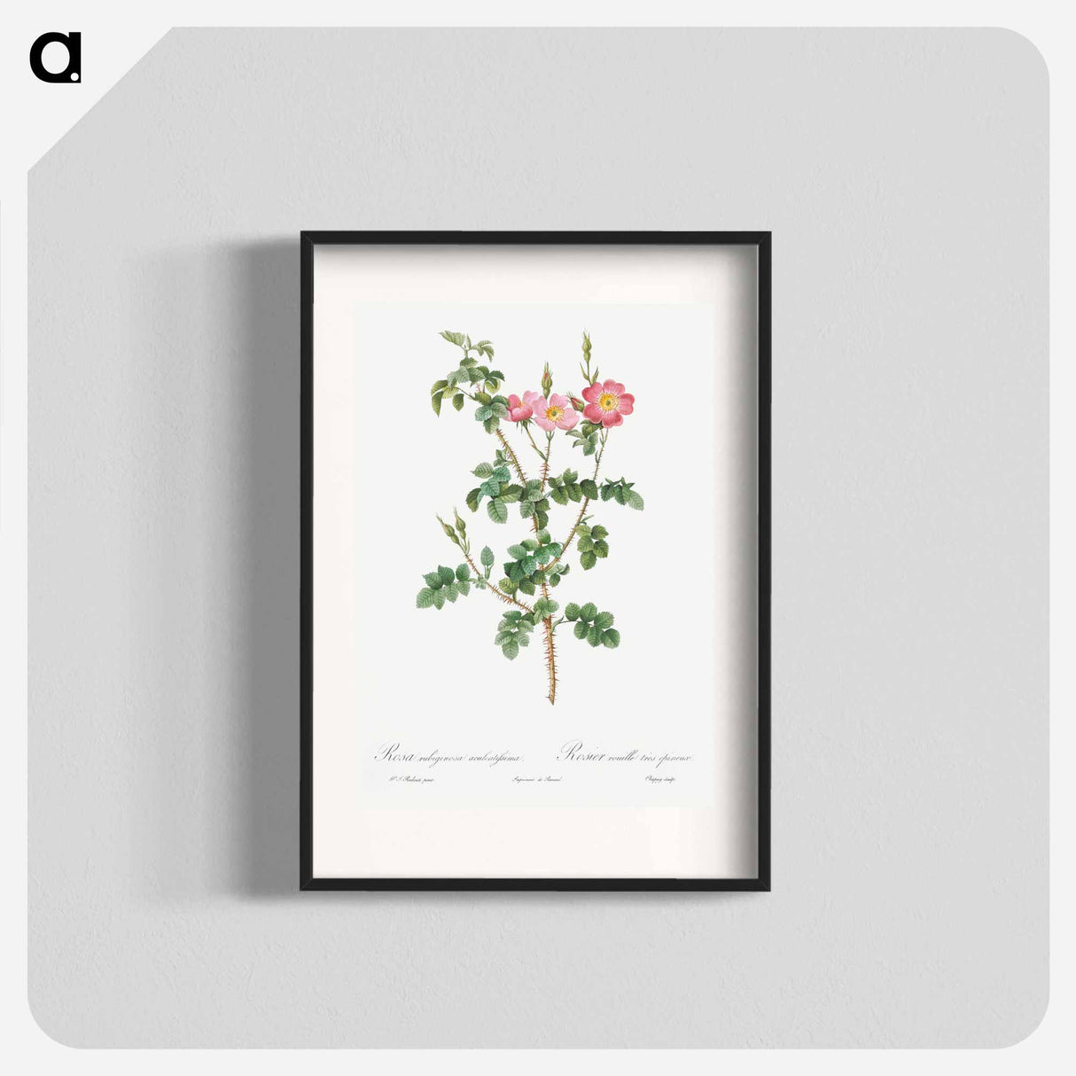Prickly Sweet Briar Rose with Dusty Pink Flowers - Pierre Joseph Redouté Poster.