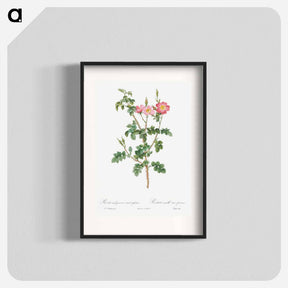 アートポスター-Prickly Sweet Briar Rose with Dusty Pink Flowers - ピエール ジョゼフ ルドゥーテ Poster.