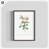 Prickly Sweet Briar Rose with Dusty Pink Flowers - ピエール ジョゼフ ルドゥーテ Poster.