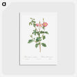 アートポストカード-Prickly Sweet Briar Rose with Dusty Pink Flowers - ピエール ジョゼフ ルドゥーテ Postcard.