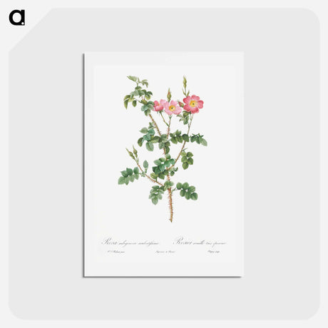 アートポストカード-Prickly Sweet Briar Rose with Dusty Pink Flowers - ピエール ジョゼフ ルドゥーテ Postcard.