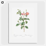 Prickly Sweet Briar Rose with Dusty Pink Flowers - ピエール ジョゼフ ルドゥーテ Poster.