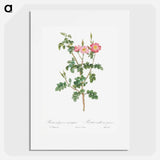 Prickly Sweet Briar Rose with Dusty Pink Flowers - Pierre Joseph Redouté Poster.