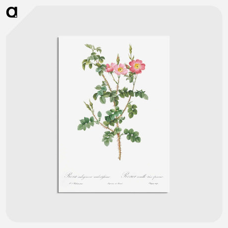 アートポストカード-Prickly Sweet Briar Rose with Dusty Pink Flowers - ピエール ジョゼフ ルドゥーテ Postcard.
