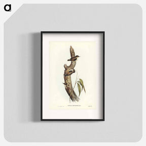 アートポスター-Orange-winged Sittella
 - ジョン グールド Poster.