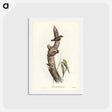 アートポストカード-Orange-winged Sittella
 - ジョン グールド Postcard.