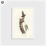 アートポストカード-Orange-winged Sittella
 - ジョン グールド Postcard.