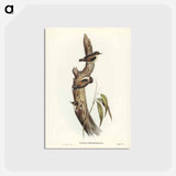アートポストカード-Orange-winged Sittella
 - ジョン グールド Postcard.