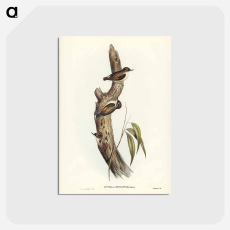 アートポストカード-Orange-winged Sittella
 - ジョン グールド Postcard.