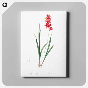 アートパネル-Ixia patens illustration - ピエール ジョゼフ ルドゥーテ Canvas.