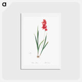 アートポストカード-Ixia patens illustration - ピエール ジョゼフ ルドゥーテ Postcard.
