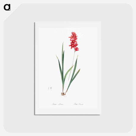 アートポストカード-Ixia patens illustration - ピエール ジョゼフ ルドゥーテ Postcard.