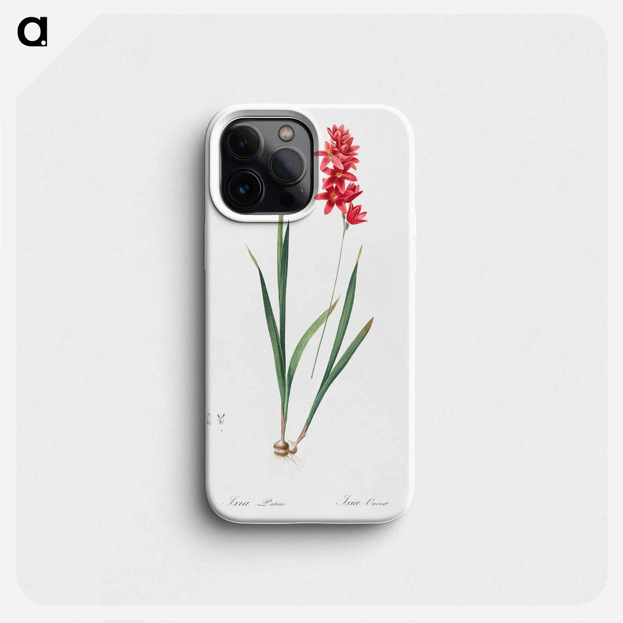 Ixia patens illustration - ピエール ジョゼフ ルドゥーテ Phone Case.