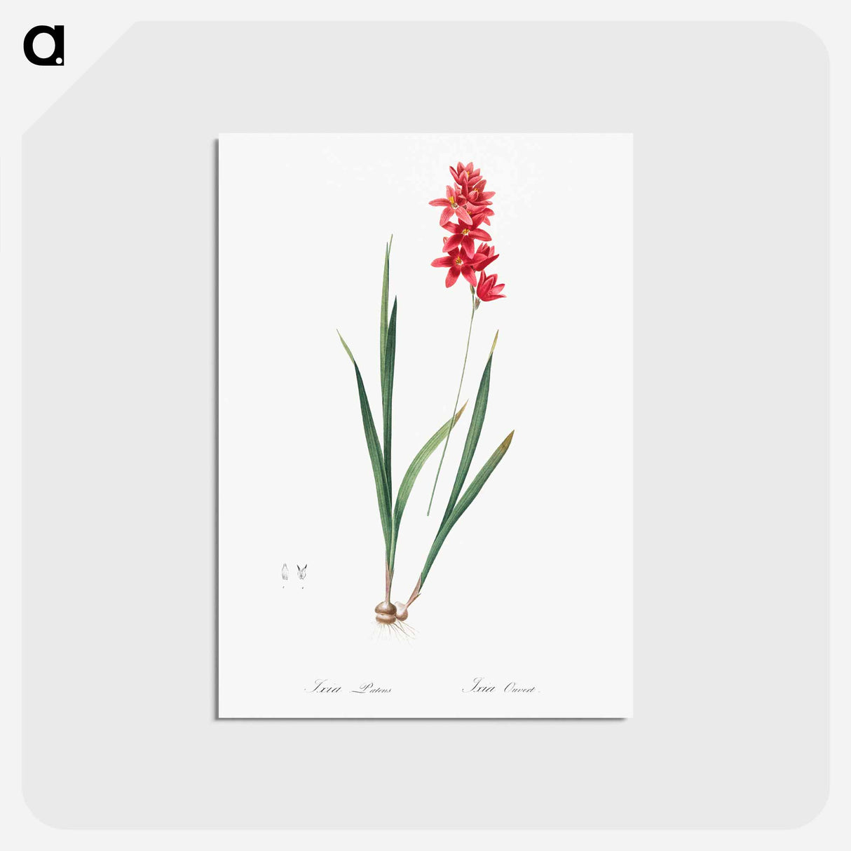 アートポストカード-Ixia patens illustration - ピエール ジョゼフ ルドゥーテ Postcard.