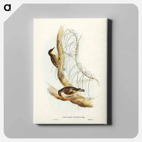 アートパネル-White-throated Tree-Creeper
 - ジョン グールド Canvas.