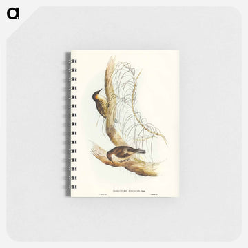 White-throated Tree-Creeper
 - ジョン グールド Memo.