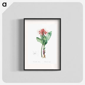 アートポスター-Blood lily illustration - ピエール ジョゼフ ルドゥーテ Poster.