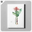 アートパネル-Blood lily illustration - ピエール ジョゼフ ルドゥーテ Canvas.