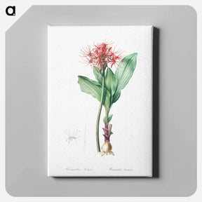 アートパネル-Blood lily illustration - ピエール ジョゼフ ルドゥーテ Canvas.