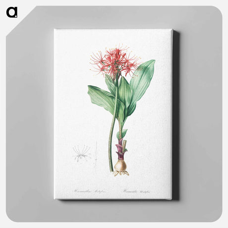 アートパネル-Blood lily illustration - ピエール ジョゼフ ルドゥーテ Canvas.