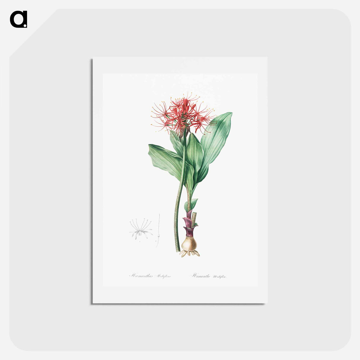 アートポストカード-Blood lily illustration - ピエール ジョゼフ ルドゥーテ Postcard.