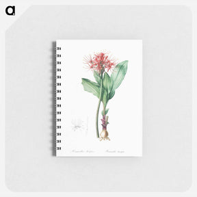 アートメモ帳-Blood lily illustration - ピエール ジョゼフ ルドゥーテ Memo.