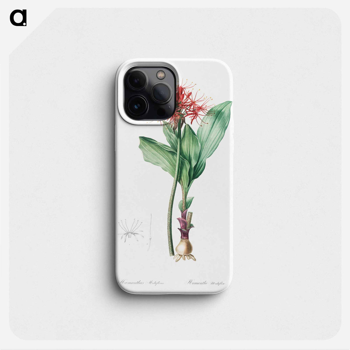 Blood lily illustration - Pierre Joseph Redouté Phone Case.