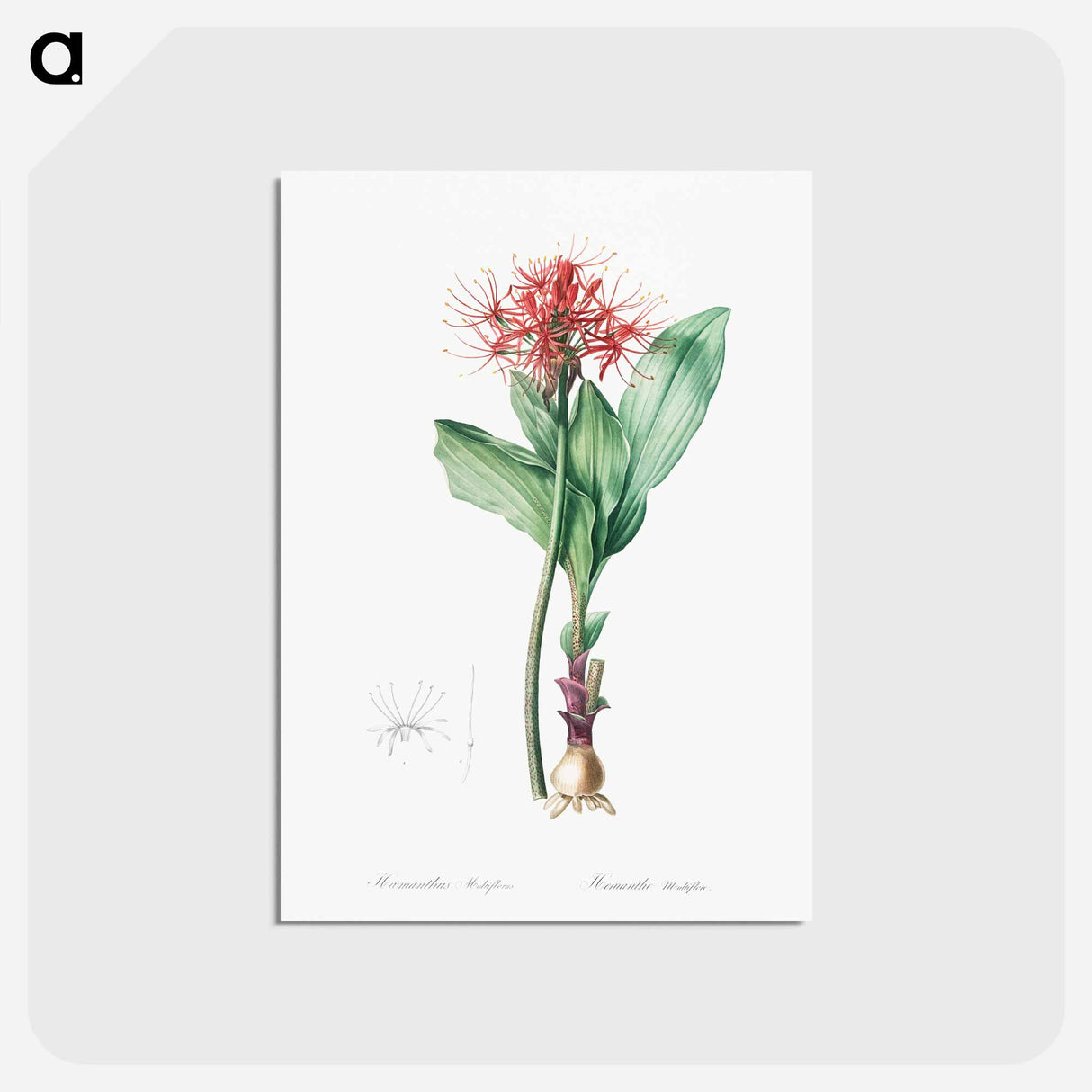 アートポストカード-Blood lily illustration - ピエール ジョゼフ ルドゥーテ Postcard.